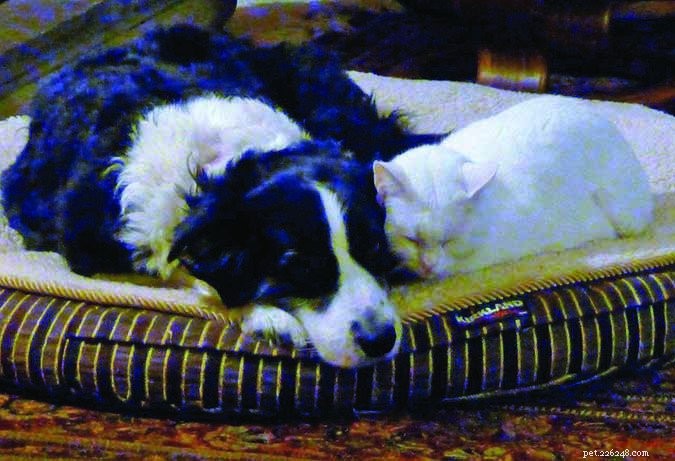 Flea Control: Safe & Effective Strategies for Your Dogs