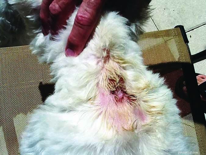 Flea Control: Safe & Effective Strategies for Your Dogs