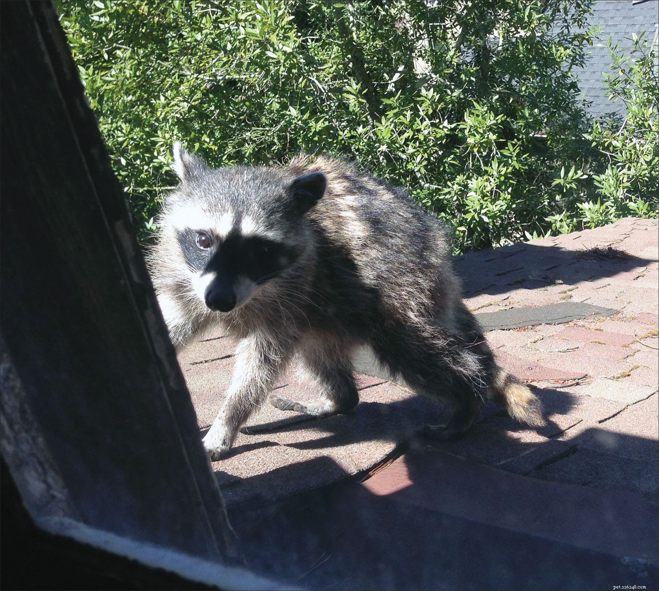 Ella’s Raccoon Attack: Quick Recovery & Managing Post‑Attack Anxiety