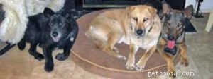 Top Dog Remedies Revisited: Trusted Solutions for Your Pup