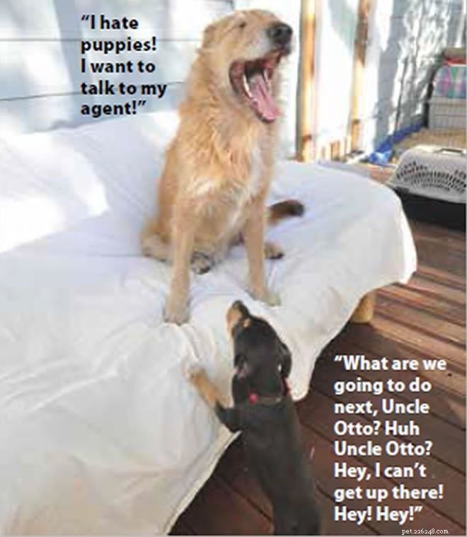 5 Effective Strategies to Manage Your Puppy’s Misbehavior Around Senior Dogs