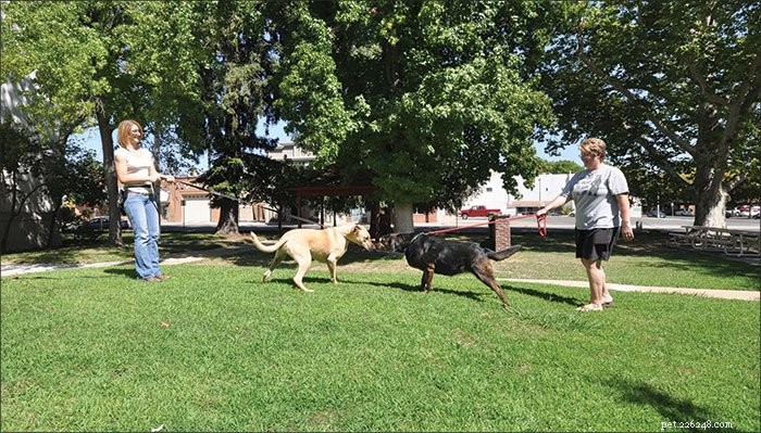 Guidelines for Welcoming a New Dog into Your Home