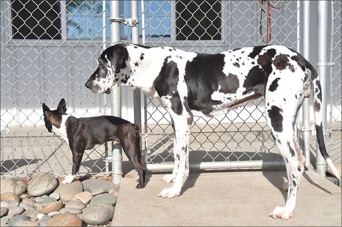 Guidelines for Welcoming a New Dog into Your Home