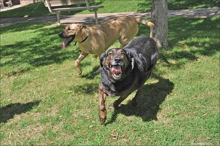 Guidelines for Welcoming a New Dog into Your Home