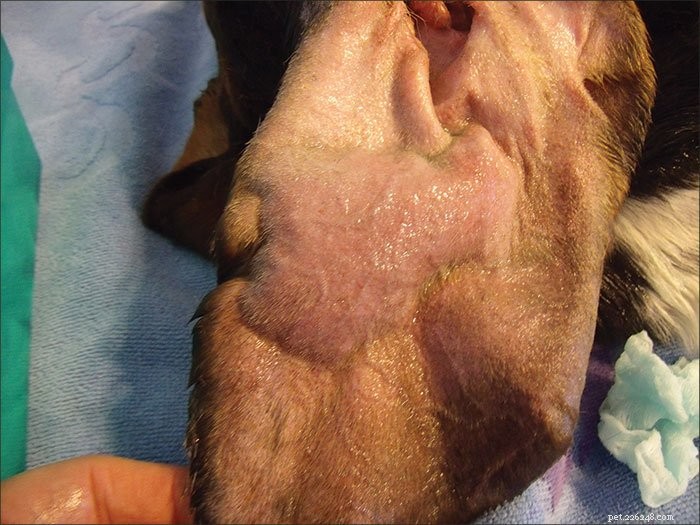 How to Treat Your Dog’s Ear Hematomas Effectively