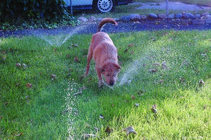 Preventing Water Intoxication: Protect Your Dog from Water-Related Health Risks