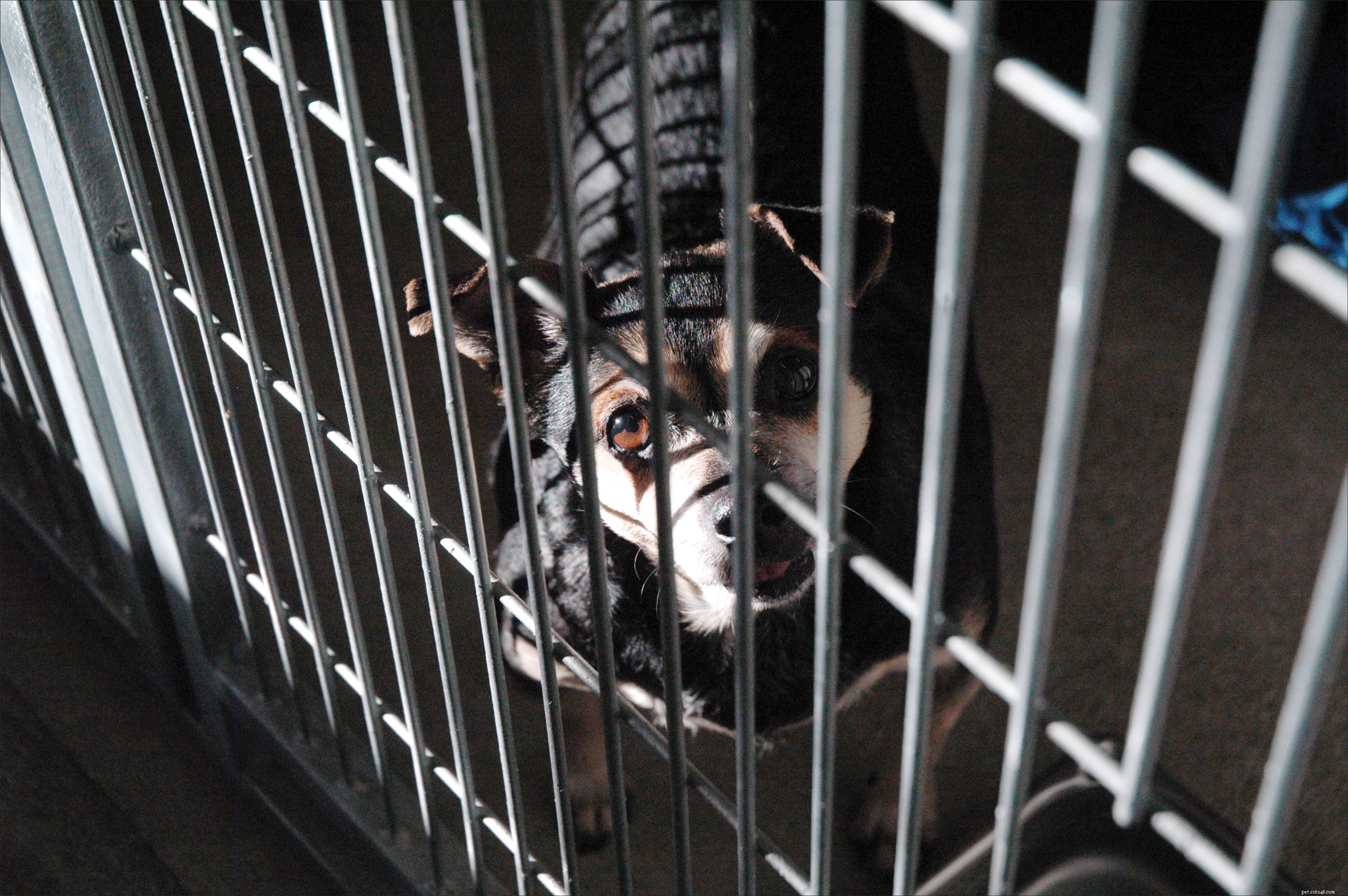 How to Successfully Adopt a Senior Dog: A Practical Guide