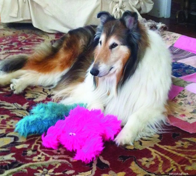 How to Successfully Adopt a Senior Dog: A Practical Guide