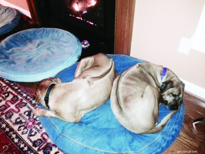 How to Successfully Adopt a Senior Dog: A Practical Guide