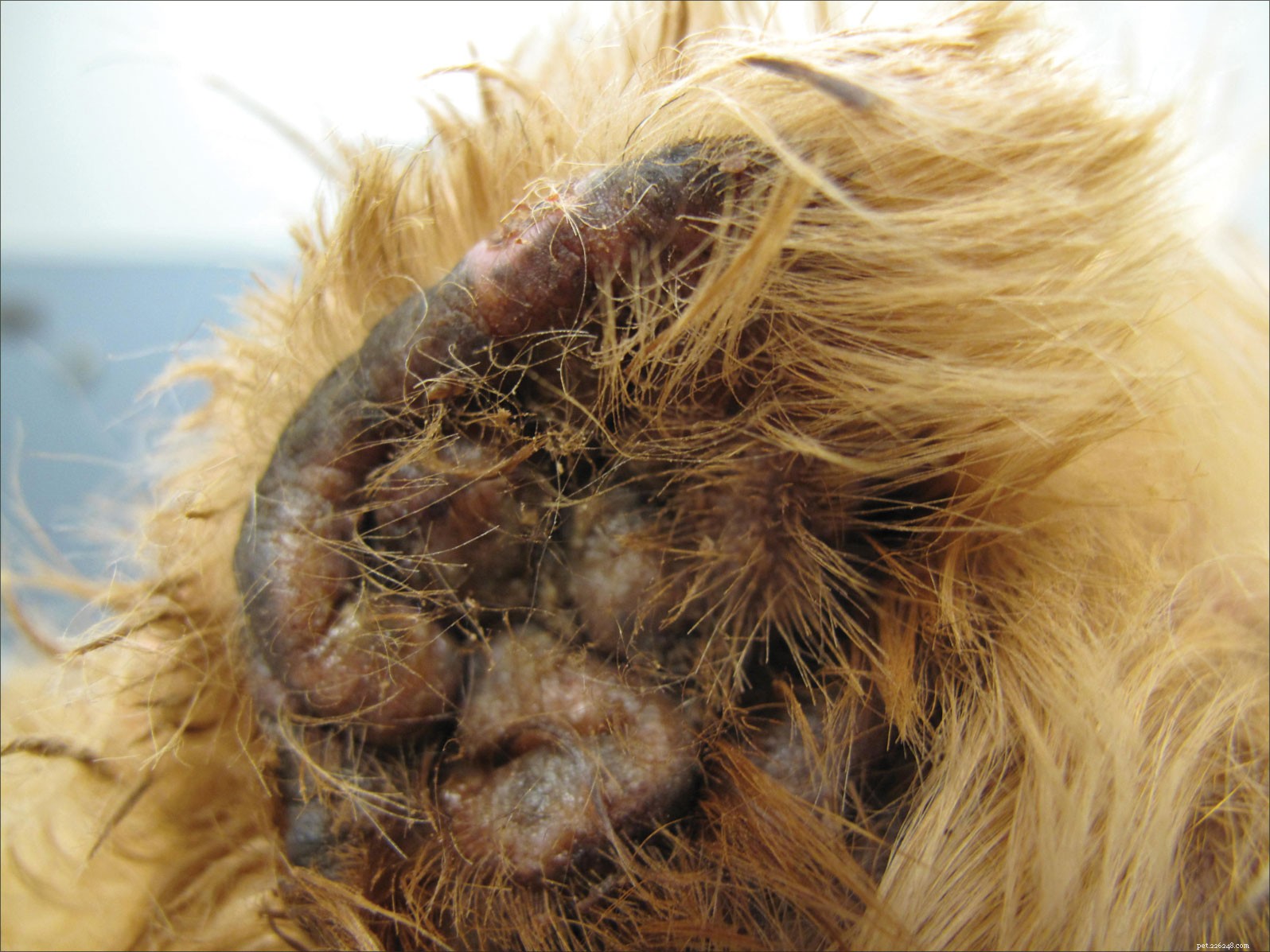 How to Protect and Treat Your Dog’s Ear Infections: A Complete Guide