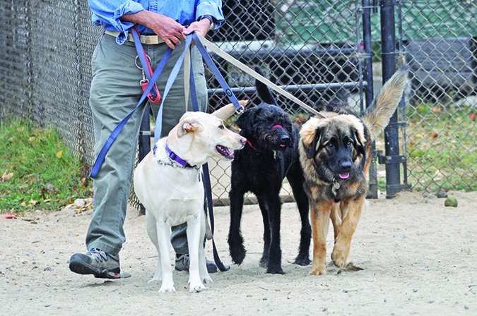 How to Find a Trusted Dog Walker for Your Pet s Safety