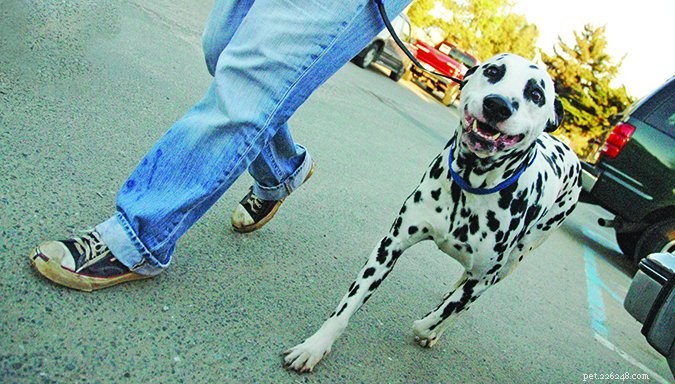 How to Find a Trusted Dog Walker for Your Pet s Safety