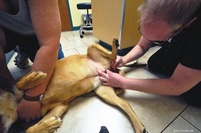 Prevent Foxtail Injuries: A Comprehensive Guide to Protecting Your Dog