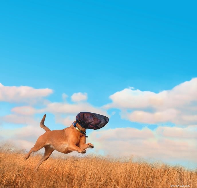 Prevent Foxtail Injuries: A Comprehensive Guide to Protecting Your Dog