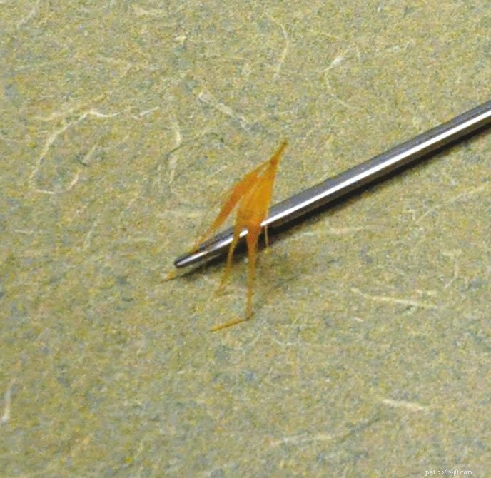 Prevent Foxtail Injuries: A Comprehensive Guide to Protecting Your Dog