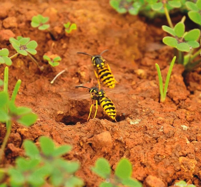 How to Safely Patrol Your Property for Wasps