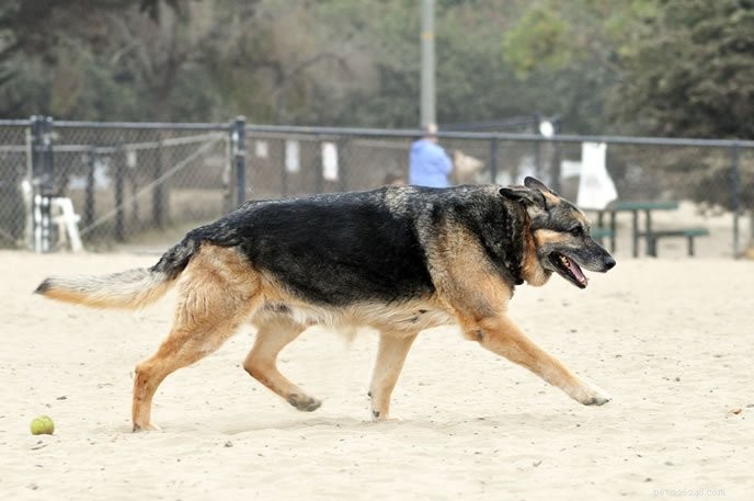 10 Proven Ways to Keep Your Senior Dog Comfortable & Happy