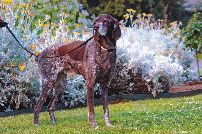 10 Proven Ways to Keep Your Senior Dog Comfortable & Happy