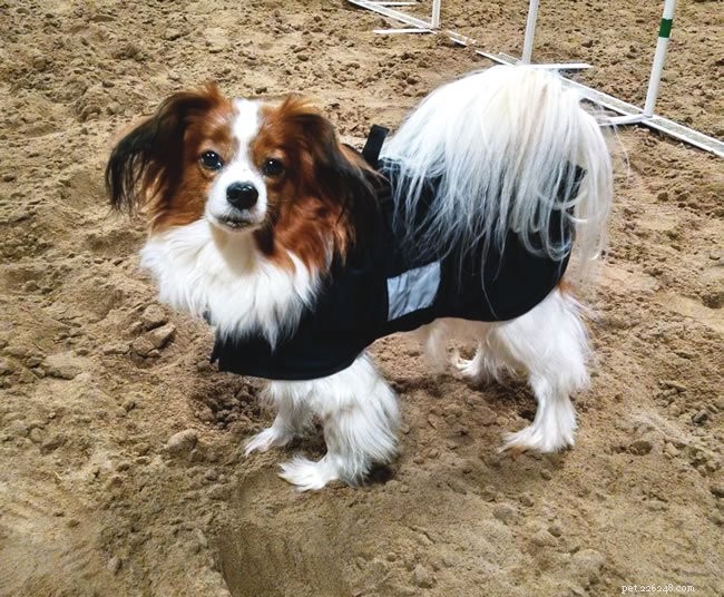 Heal Your Dog’s Muscles & Joints with Our Therapeutic Compression Coat