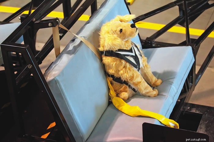 Whole Dog Journal’s Expert Recommendation: The Best Car Safety Harness for Your Dog