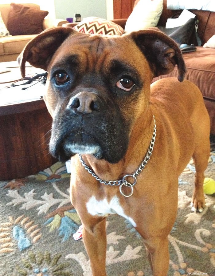Whole Dog Journal’s Expert Recommendation: The Best Car Safety Harness for Your Dog