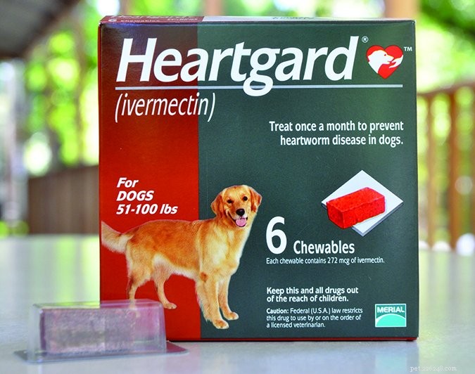 Heartworm in Dogs: Risks, Treatments, and Prevention