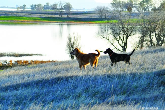 Heartworm in Dogs: Risks, Treatments, and Prevention