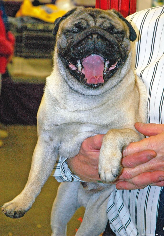 Heat Stress Risks in Short‑Nosed Breeds: A Vet’s Guide