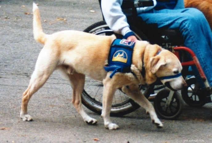 Energy Healing Revives a Service Dog: A Proven Success Story