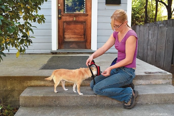 Step-by-Step Guide to Dressing Your Dog with Harnesses, Jackets, and Thundershirts
