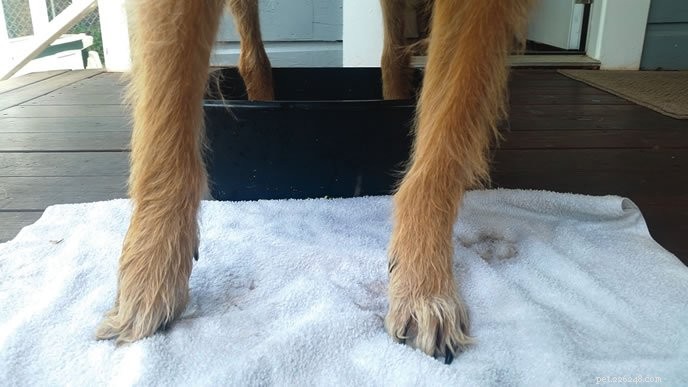 Clean Up Your Dog’s Muddy Feet: A Gentle Step‑by‑Step Guide