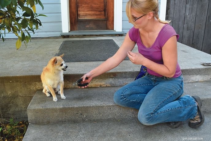 Teach Your Dog to Embrace Grooming and Care Routines