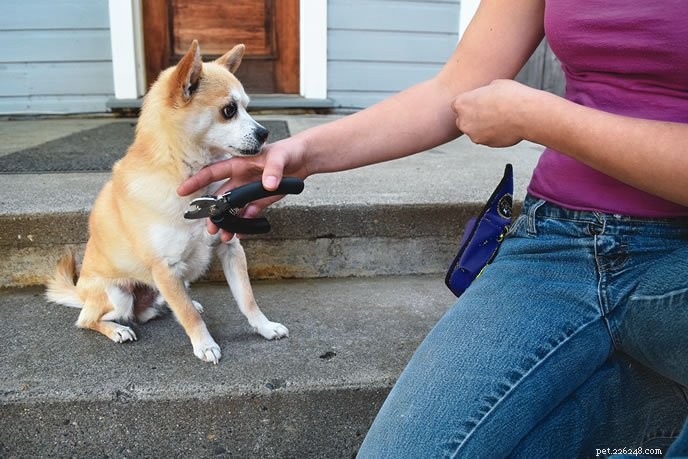 Professional Guide to Trimming Your Dog s Toenails Safely