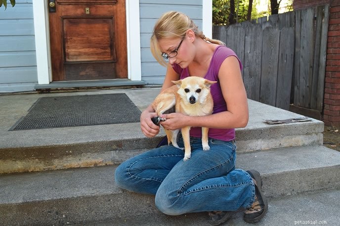 Professional Guide to Trimming Your Dog s Toenails Safely
