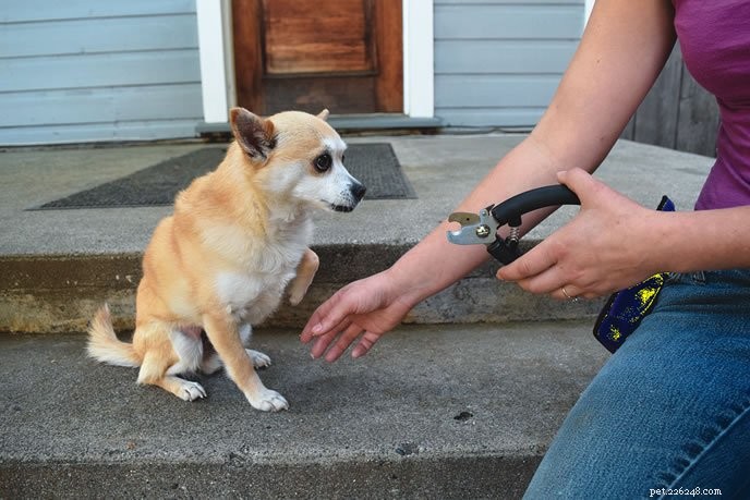 Professional Guide to Trimming Your Dog s Toenails Safely