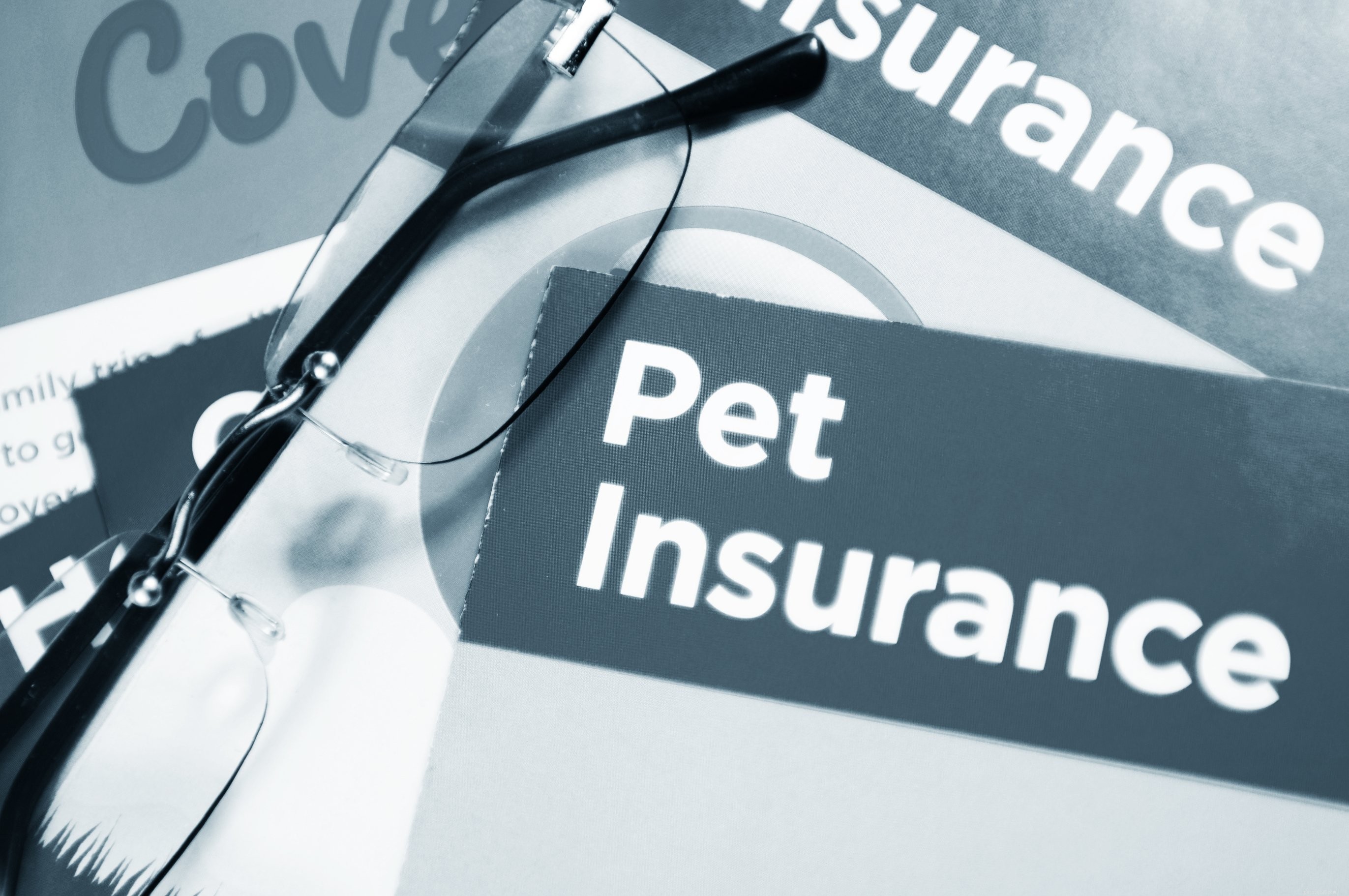 Dog Pet Insurance: Protect Your Companion’s Health and Your Wallet