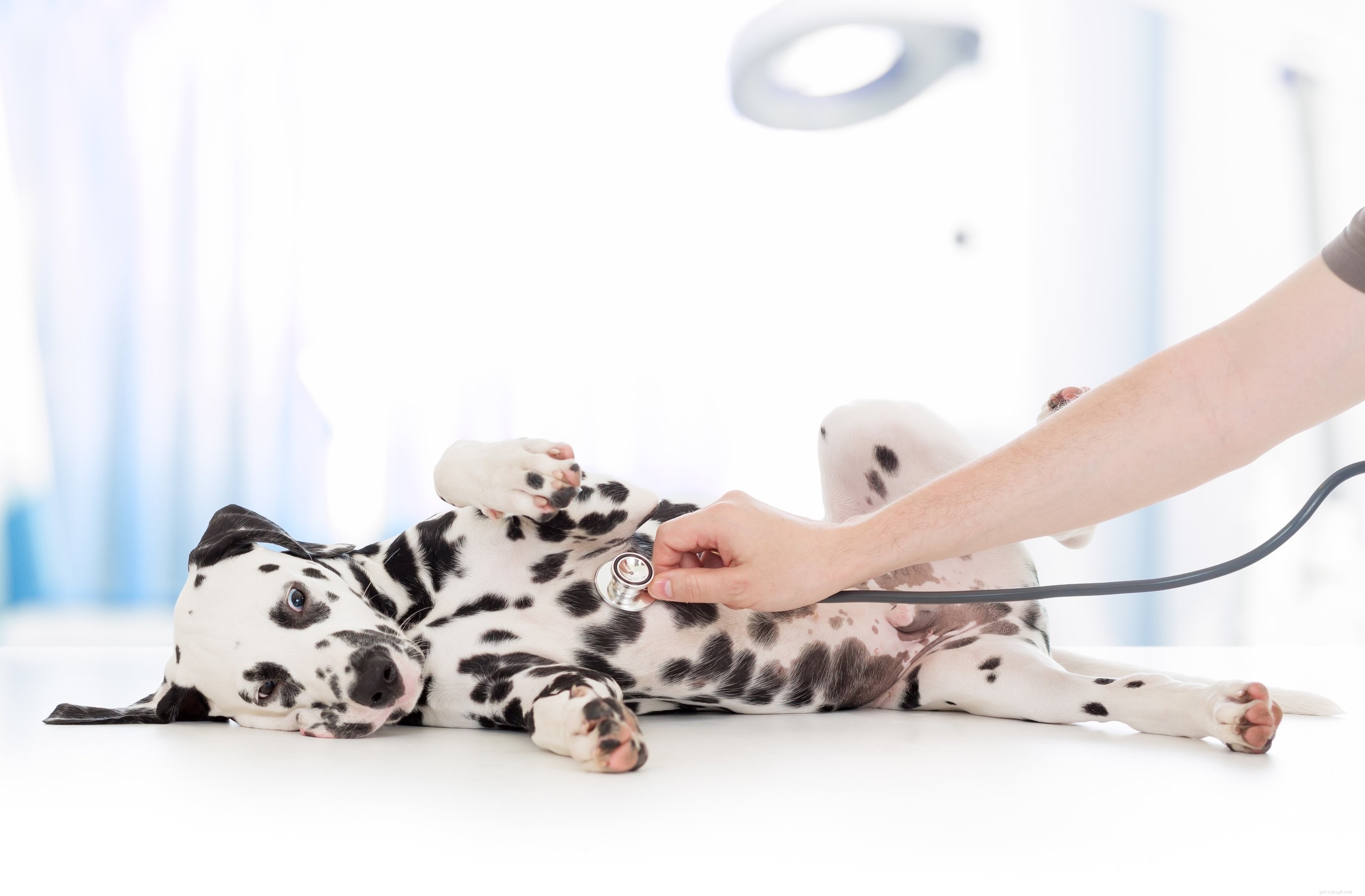 Dog Pet Insurance: Protect Your Companion’s Health and Your Wallet