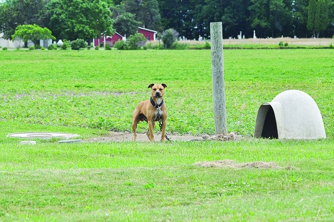 Harmonious Urban Living: Managing Dogs in City Apartments