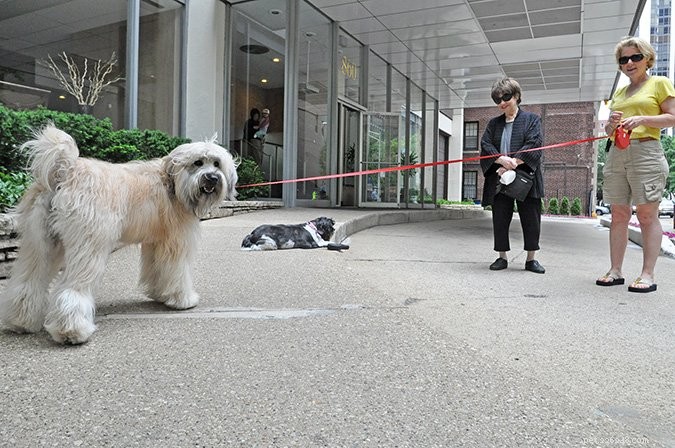 Harmonious Urban Living: Managing Dogs in City Apartments