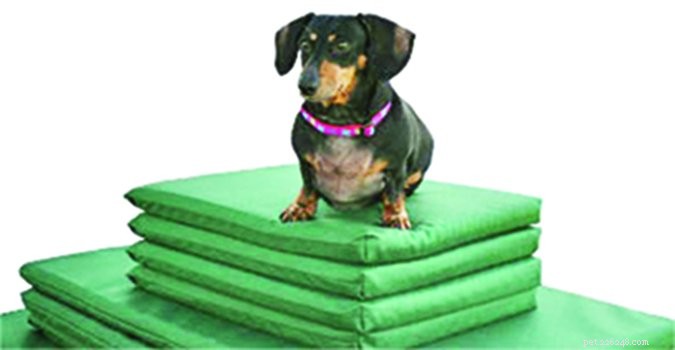 Top Orthopedic Dog Beds for Optimal Support and Comfort