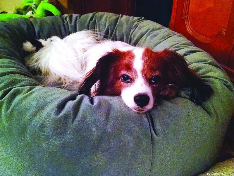 Top Orthopedic Dog Beds for Optimal Support and Comfort