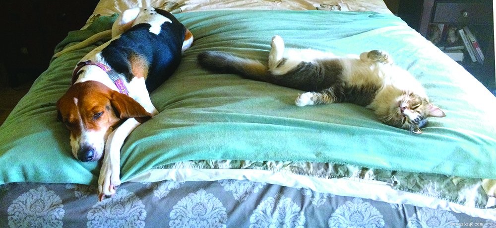 Coexisting with Cats and Dogs: A Guide for Shared Homes
