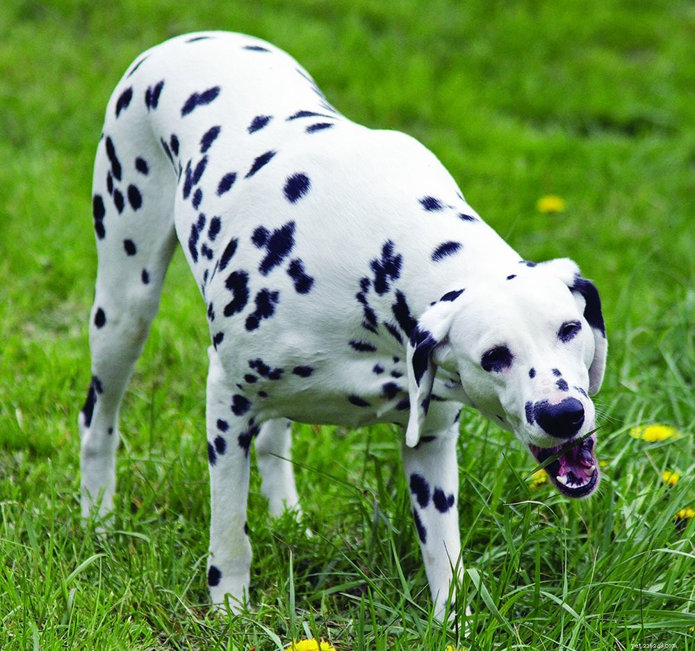 Herbal Nutrition for Dogs: Safe, Effective Remedies