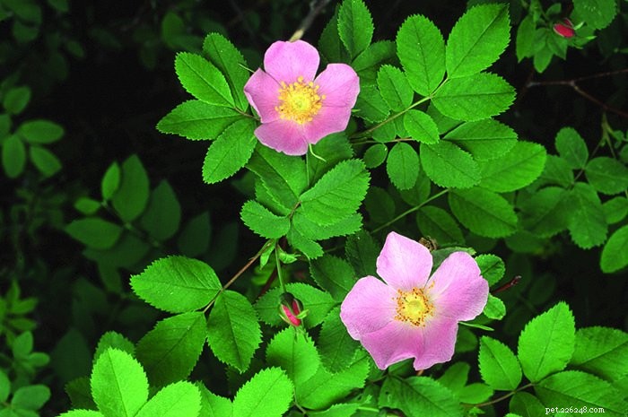 Roses for Your Dog: Natural Health Benefits & Care Tips