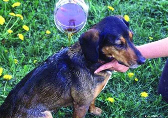 Roses for Your Dog: Natural Health Benefits & Care Tips