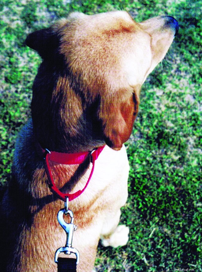 Top Puppy Collars & Harnesses: Comfort, Safety & Style Guide