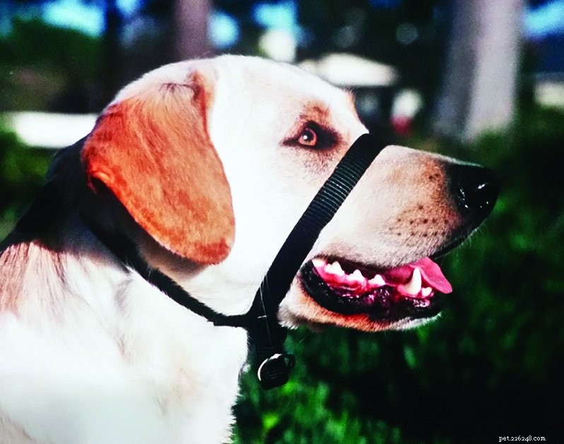 Top Puppy Collars & Harnesses: Comfort, Safety & Style Guide