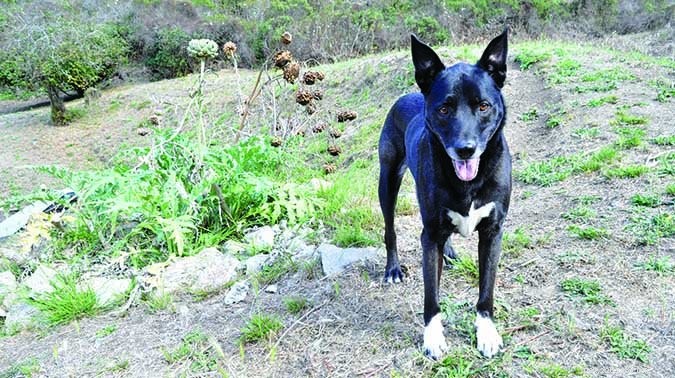 Keep Your Senior Dog Active: Safe Exercise for Health & Happiness