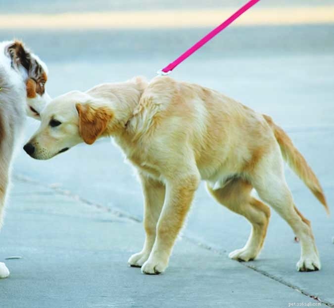 How Dog Collars May Impact Thyroid Health: What You Need to Know