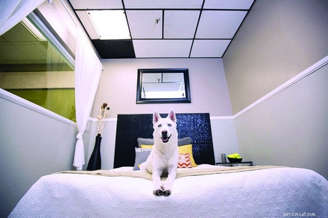 Essential Boarding Kennel Checklist: Ensure Your Dog s Safety & Comfort
